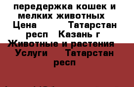 передержка кошек и мелких животных › Цена ­ 120 - Татарстан респ., Казань г. Животные и растения » Услуги   . Татарстан респ.